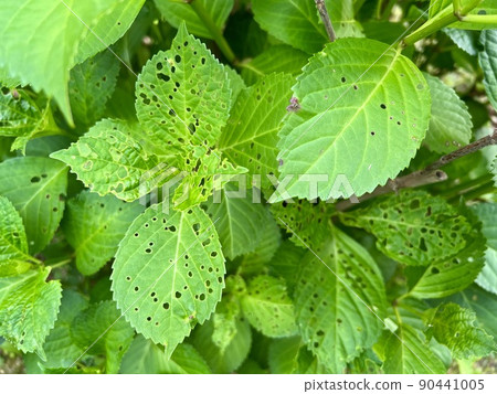 Hydrangea leaves that seem to be eaten by insects and have holes Hydrangea leaves that seem to be eaten by insects and have holes 90441005