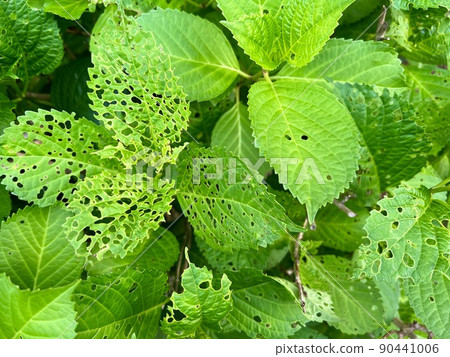 Hydrangea leaves that seem to be eaten by insects and have holes Hydrangea leaves that seem to be eaten by insects and have holes 90441006
