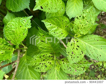 Hydrangea leaves that seem to be eaten by insects and have holes Hydrangea leaves that seem to be eaten by insects and have holes 90441007