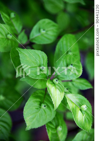 Flower bud Flower bud 90441230