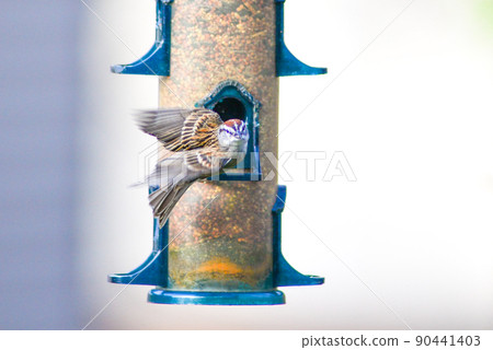 bunch of birds hanging out at the bird feeder 90441403