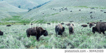 scenes around yellowstone national park in wyoming scenes around yellowstone national park in wyoming 90442089