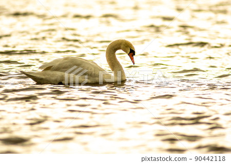 gorgeous white swan chilling in the lake junaluska of north carolina 90442118