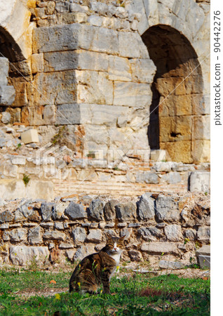 Stray cats in the ruins of Ephesus Stray cats in the ruins of Ephesus 90442276