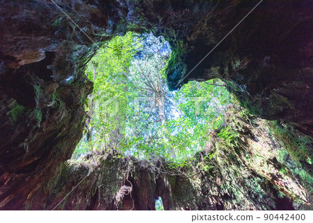 Wilson Stump Heart Yakushima Yakusugi Stump (February) Wilson Stump Heart Yakushima Yakusugi Stump (February) 90442400