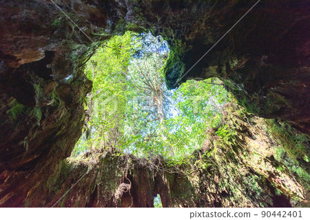 威爾森‧史坦普‧哈特 屋久島 屋久杉斯坦普(二月) 威爾森‧史坦普‧哈特 屋久島 屋久杉斯坦普(二月) 90442401