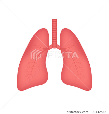 Lungs, great design for any purposes. Cartoon illustration. Simple vector illustration Lungs, great design for any purposes. Cartoon illustration. Simple vector illustration 90442563