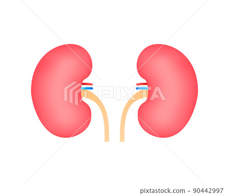 3d illustration with kidneys. Isolated cartoon vector illustration. Healthcare illustration 3d illustration with kidneys. Isolated cartoon vector illustration. Healthcare illustration 90442997