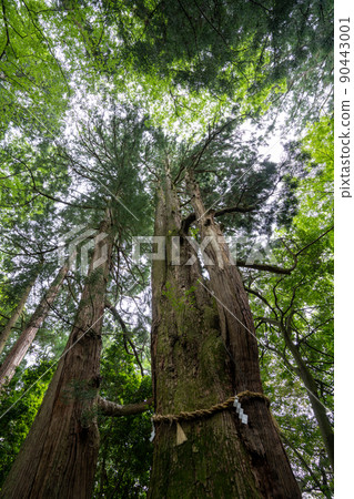 [Ishikawa Prefecture] Hakusan Hime Shrine 90443001