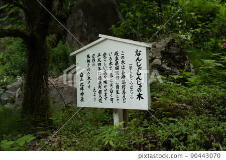 [石川縣]白山姬神社 90443070