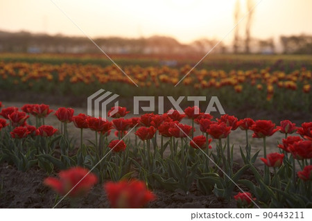 Sakura City Tulip Festival 90443211