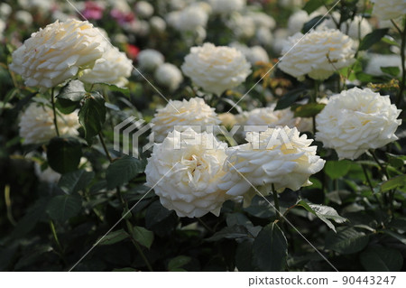 玫瑰節，玫瑰，鮮花，五月玫瑰，植物 90443247