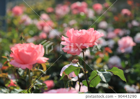 Rose Festival. Rose. Flower. May Rose. Plant 90443290