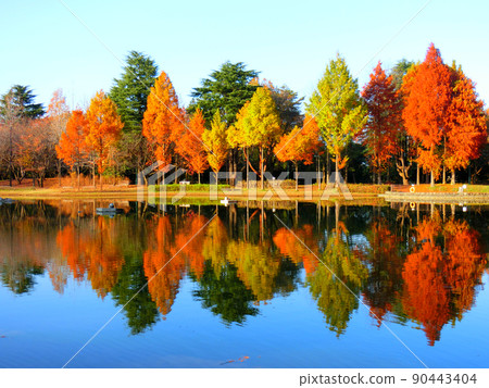 A park where autumn leaves are reflected in the pond A park where autumn leaves are reflected in the pond 90443404