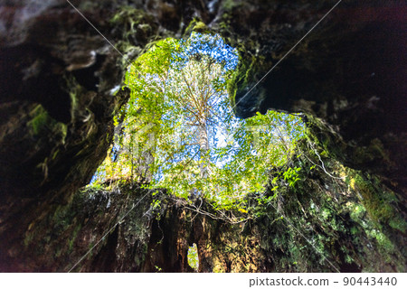 Heart of Wilson's Stump, Yakushima National Park (December) Heart of Wilson's Stump, Yakushima National Park (December) 90443440