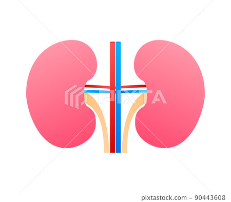 3d illustration with kidneys. Isolated cartoon vector illustration. Healthcare illustration 3d illustration with kidneys. Isolated cartoon vector illustration. Healthcare illustration 90443608