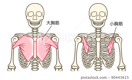 胸大肌、胸小肌、上肢肌肉，有名字 90443615