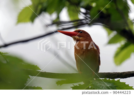 紅翠鳥棲息在小雨森林的樹枝上 90444223