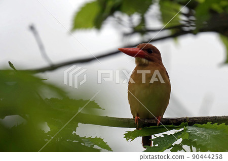 紅翠鳥棲息在小雨森林的樹枝上 90444258