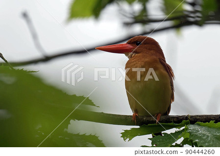 紅翠鳥棲息在小雨森林的樹枝上 90444260