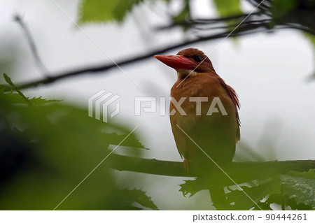 紅翠鳥棲息在小雨森林的樹枝上 90444261