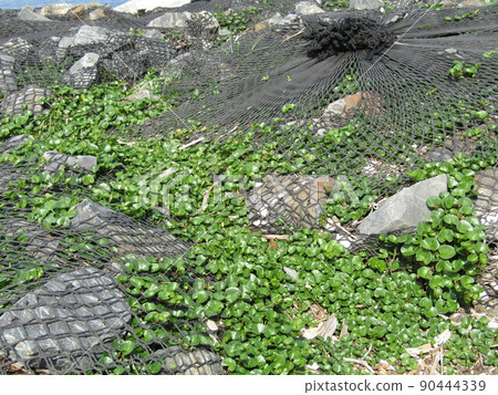 Bindweed that grows vigorously on the coast of Kemigawahama 90444339