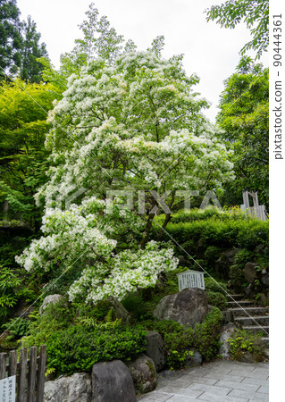 [石川縣]白山姬神社 90444361