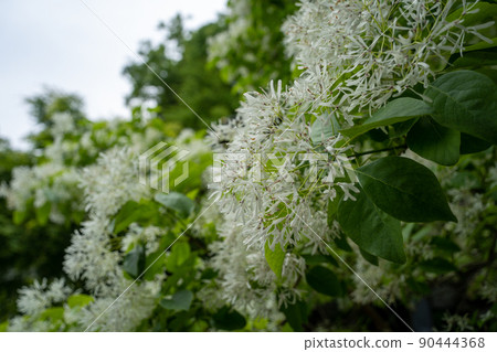 [石川縣]白山姬神社 90444368