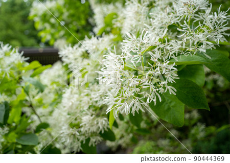 [Ishikawa Prefecture] Hakusan Hime Shrine 90444369