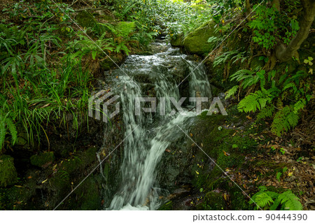 [Ishikawa Prefecture] Hakusan Hime Shrine 90444390