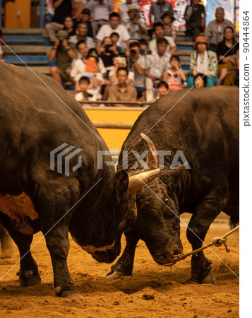 Bullfighting in Uwajima 90444864