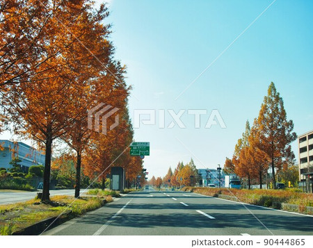 A row of Metasequoias trees on Seika-dai Odori, Kyoto 90444865