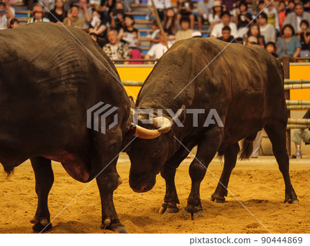 Bullfighting in Uwajima 90444869