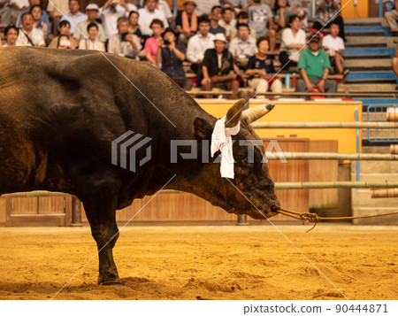 Bullfighting in Uwajima 90444871