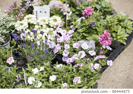 Various flower seedlings 90444875