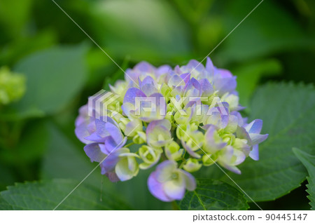 繡球 繡球 90445147