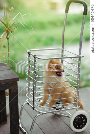 Pomeranian on cart 90445476