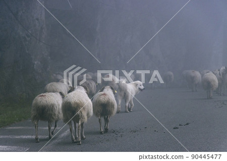 A great pyrenees dog blends in with a herd of sheep on a misty road 90445477