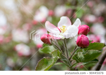 Beautiful blossom of apple in white and pink color, early spring Beautiful blossom of apple in white and pink color, early spring 90445878