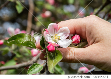 Holding beautiful blossom of apple in white and pink color, a symbol of spring and beginning of life Holding beautiful blossom of apple in white and pink color, a symbol of spring and beginning of life 90445881