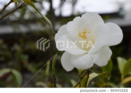 天寧寺椿 天寧寺椿 90445888