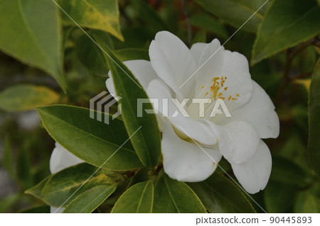 Tenningji camellia Tenningji camellia 90445893