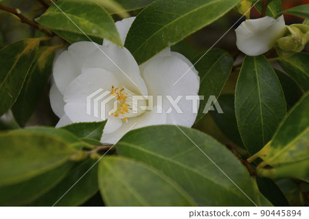 天寧寺椿 90445894