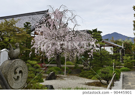 Itozakura, Itozakura Itozakura, Itozakura 90445901