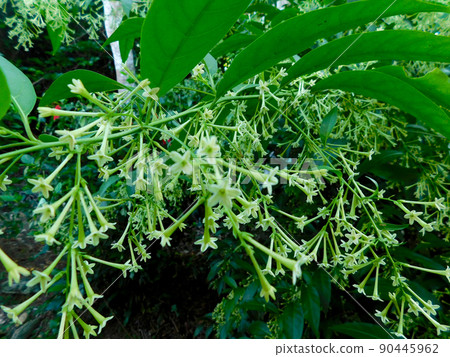 夜香花 90445962
