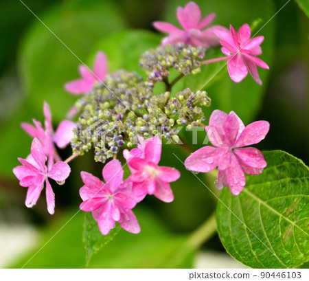 Hydrangeas blooming in rain 90446103