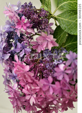 Hydrangeas blooming in rain 90446105