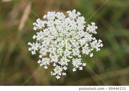 Caraway   (Carum carvi) 90446131