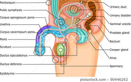 Male genital structure illustration English 90446262