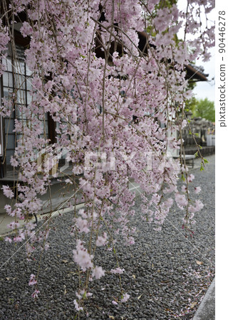 本町寺安德伍德櫻花 本町寺安德伍德櫻花 90446278